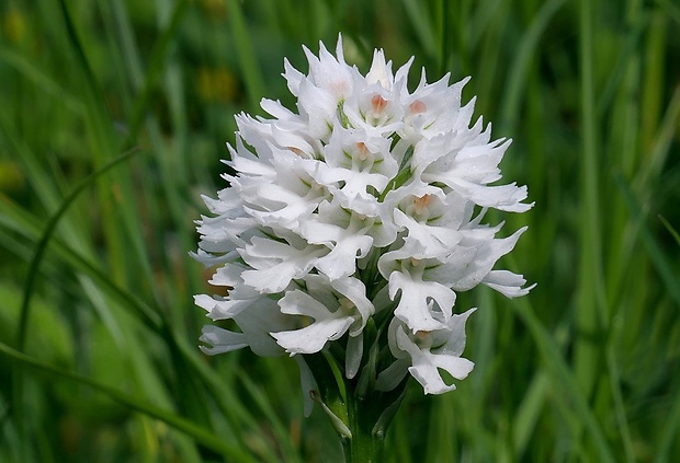 neotinea trojzubá Neotinea tridentata (Scop.) R. M. Bateman, Pridceon et M. W. Chase