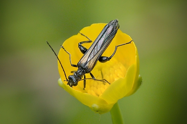 stehnáč Oedemera pthysica (Oedemeridae)