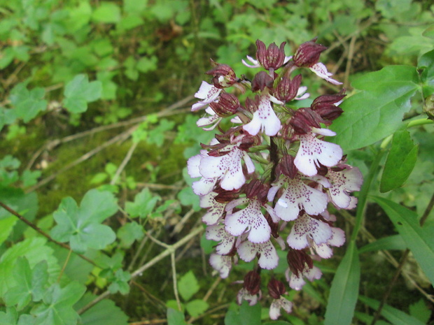 vstavač purpurový Orchis purpurea Huds.