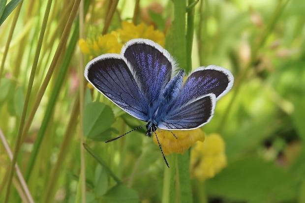 modráčik čiernoobrúbený Plebejus argus Linnaeus, 1758