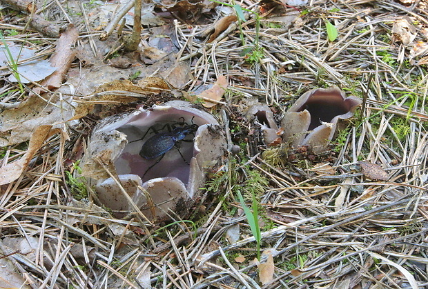 tulipánovka fialová Sarcosphaera coronaria (Jacq.) J. Schröt.