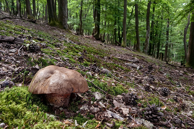 hríb zrnitohlúbikový Sutorius luridiformis (Rostk.) G. Wu & Zhu L. Yang