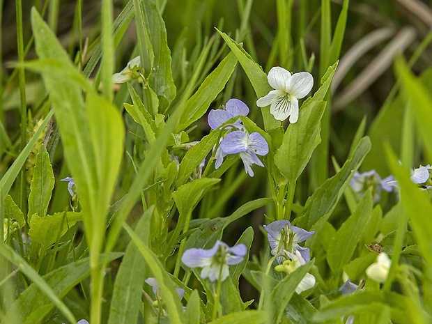 fialka Viola sp.