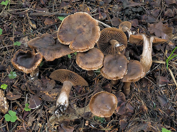 pavučinovec čiernobodkovaný Cortinarius brunneocalcarius Niskanen, Liimat. & Kytöv.