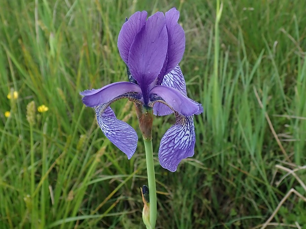 kosatec sibírsky Iris sibirica L.