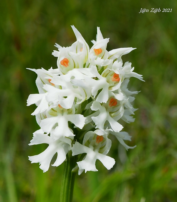 neotinea trojzubá Neotinea tridentata (Scop.) R. M. Bateman, Pridceon et M. W. Chase