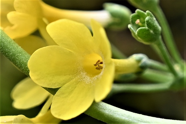 prvosienka holá Primula auricula L.