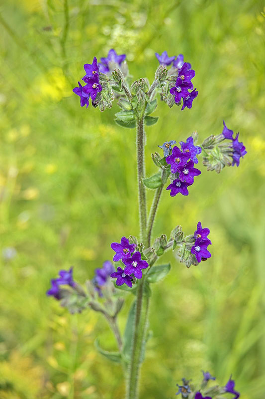 smohla lekárska Anchusa officinalis L.