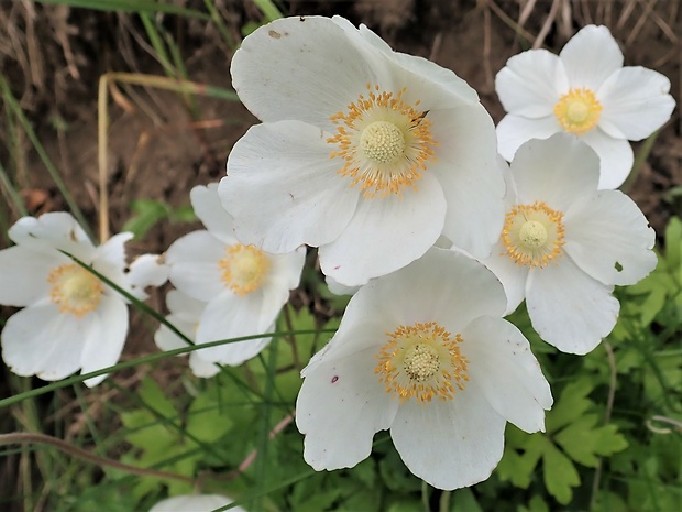 veternica lesná Anemone nemorosa L.