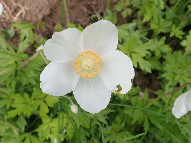 veternica lesná Anemone sylvestris L.