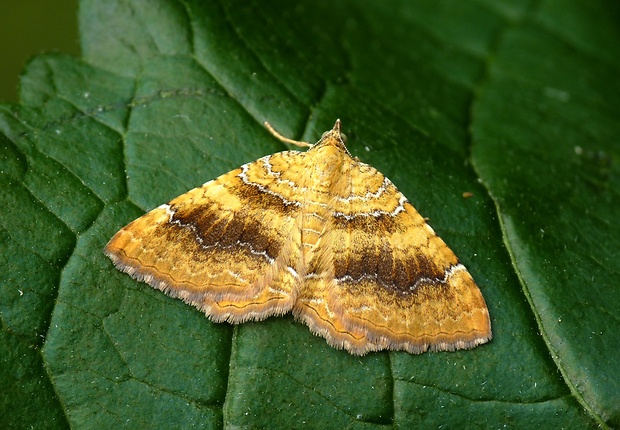 piadivka žihľavová Camptogramma bilineata