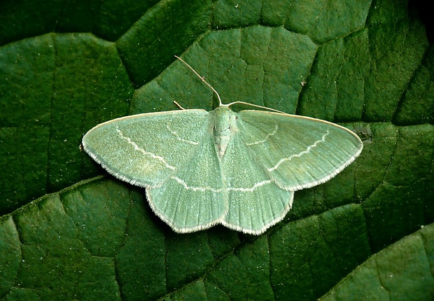 piadivka vresovisková Chlorissa viridata