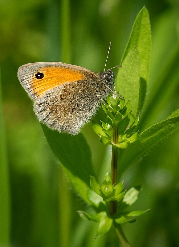 očkáň pohánkový  Coenonympha pamphilus  Linnaeus, 1758