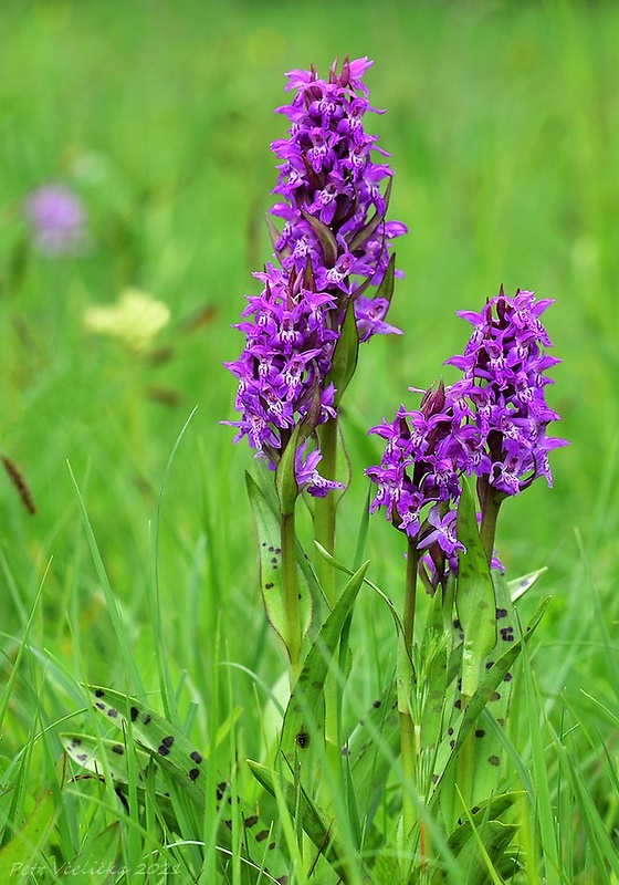 vstavačovec májový pravý Dactylorhiza majalis subsp. majalis (Reincherb.) Hunt & Summerh.