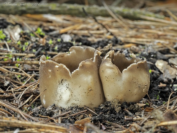 chriapač sosnový Helvella leucomelaena (Pers.) Nannf.