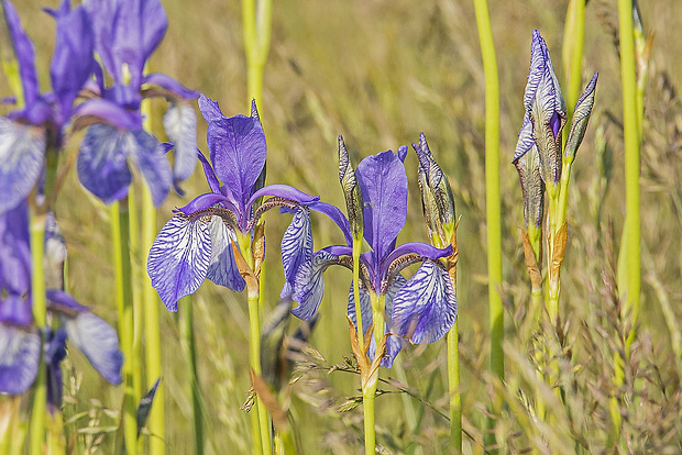 kosatec sibírsky Iris sibirica L.