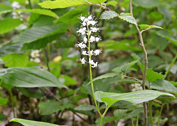 tôňovka dvojlistá Maianthemum bifolium (L.) F. W. Schmidt