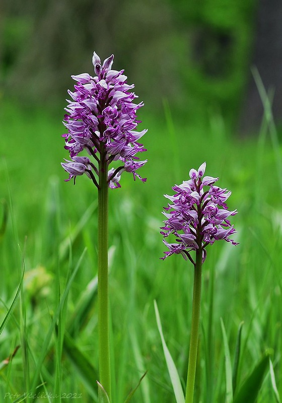 vstavač vojenský Orchis militaris L.