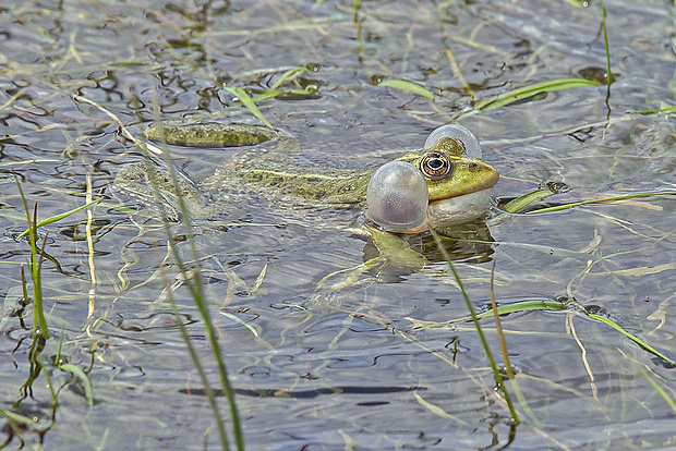 skokan zelený  Pelophylax esculentus