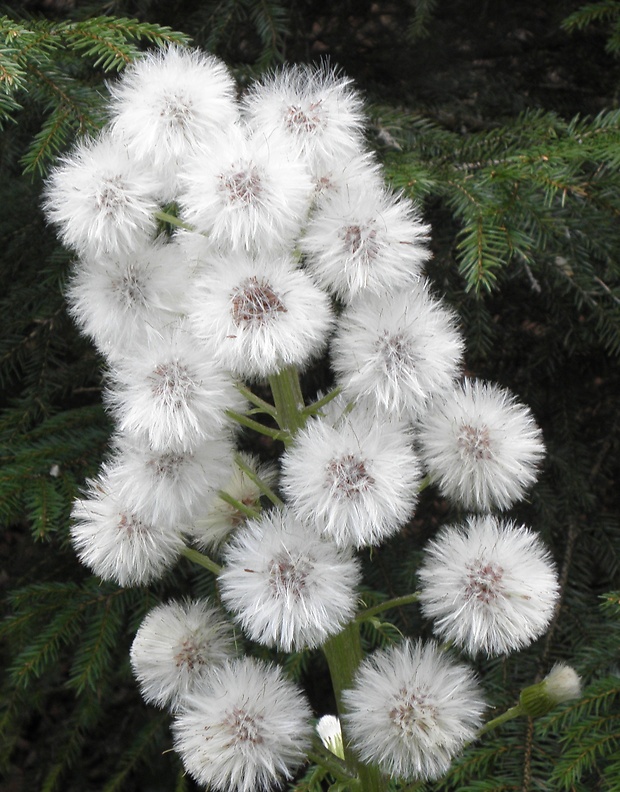 deväťsil lekársky Petasites hybridus (L.) P. Gaertn., B. Mey. et Scherb.