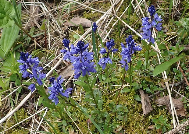 horčinka horká krátkokrídla Polygala amara subsp. brachyptera (Chodat) Hayek