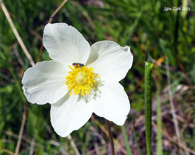 veternica lesná Anemone sylvestris L.