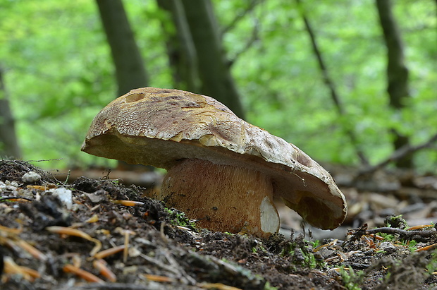 hríb sosnový Boletus pinophilus Pil. et Dermek in Pil.