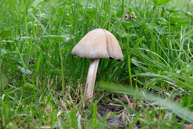 hnojník Coprinellus sp.