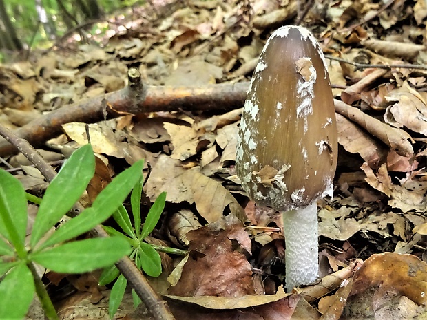 hnojník strakatý Coprinopsis picacea (Bull.) Redhead, Vilgalys & Moncalvo