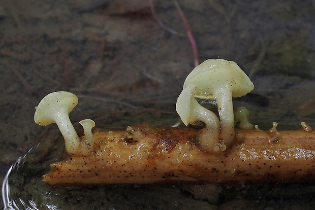 vodnička obyčajná Cudoniella clavus (Alb. & Schwein.) Dennis