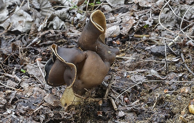 chriapač pieskomilný Helvella leucopus Pers.