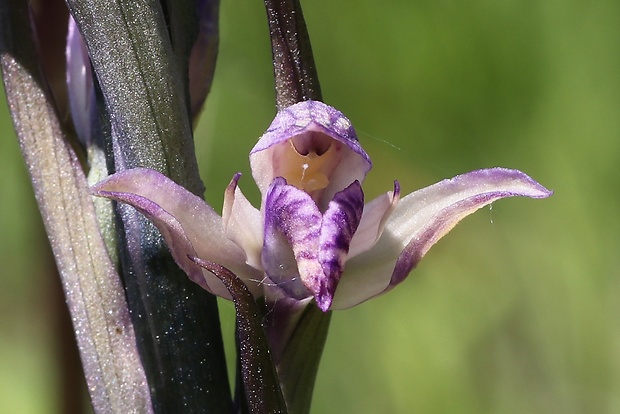 modruška pošvatá Limodorum abortivum (L.) Sw.