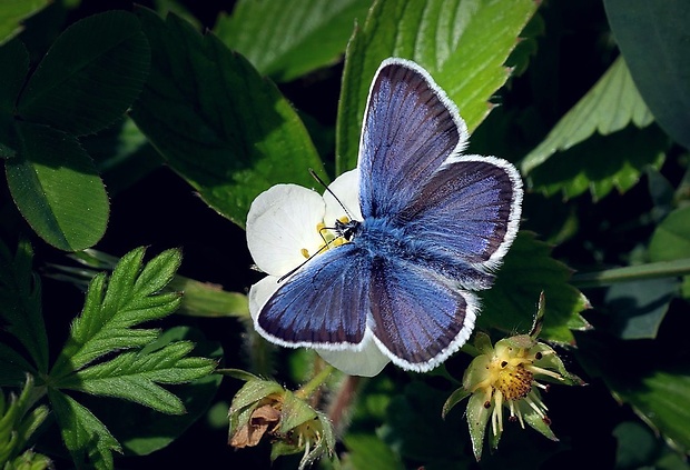 modráčik čiernoobrúbený (sk) / modrásek černolemý (cz) Plebejus argus (Linnaeus, 1758)