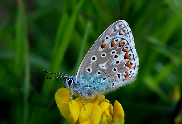 modráčik ďatelinový (sk) / modrásek jetelový (cz) Polyommatus bellargus (Rottemburg, 1775)