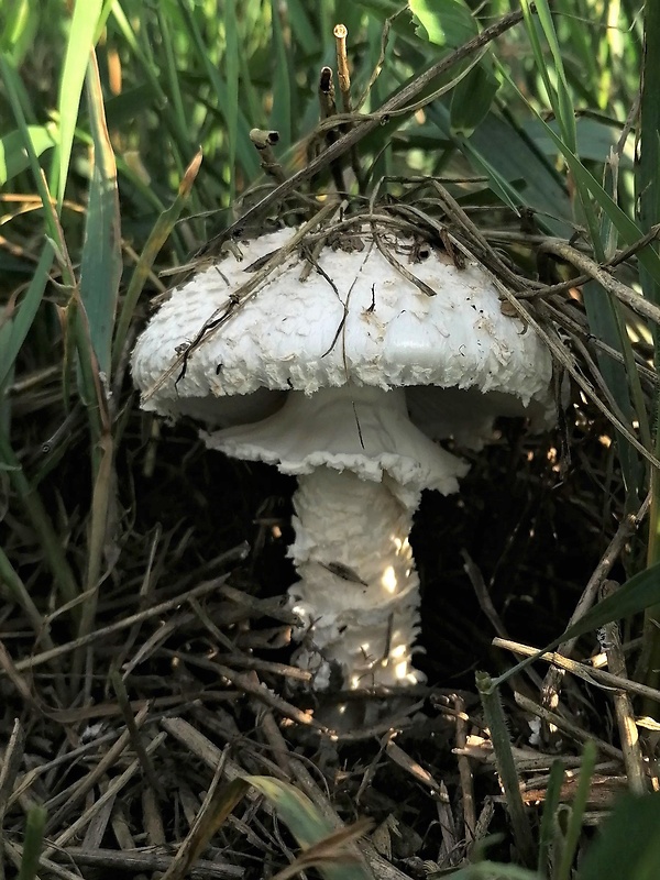 muchotrávka Vittadiniho Amanita vittadinii (Moretti) Vittad.