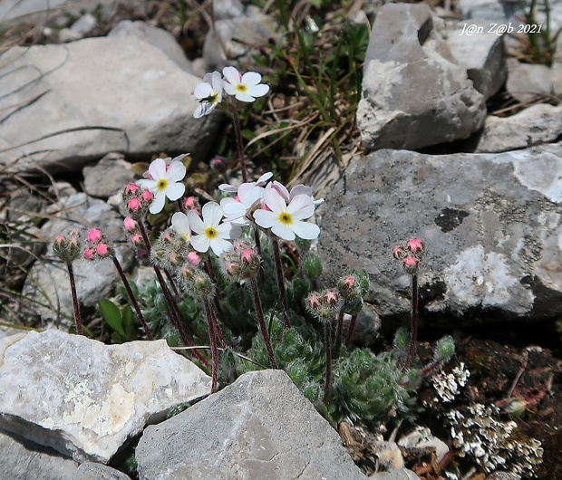 pochybok huňatý Androsace villosa L.