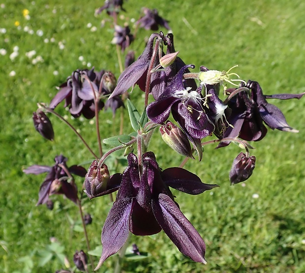 orlíček obyčajný Aquilegia vulgaris L.