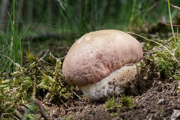 hríb sosnový Boletus pinophilus Pil. et Dermek in Pil.