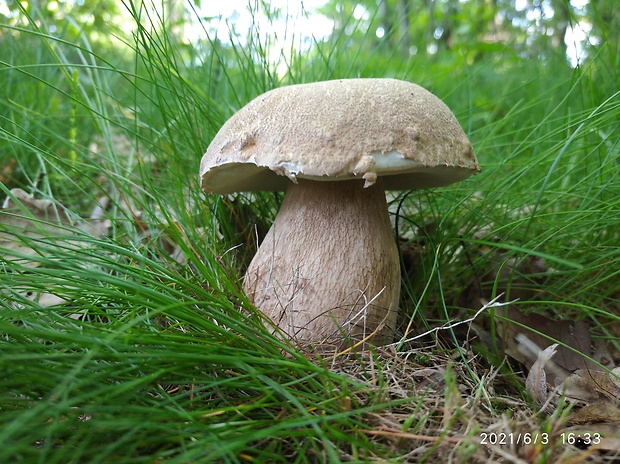 hríb dubový Boletus reticulatus Schaeff.