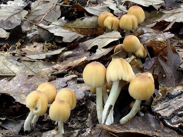 hnojník Coprinus sp.