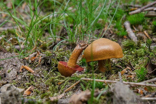 pavučinovec Cortinarius sp.