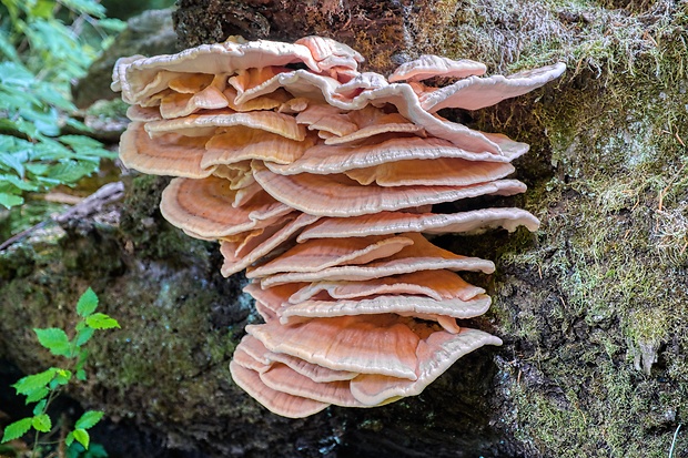 sírovec obyčajný Laetiporus sulphureus (Bull.) Murrill