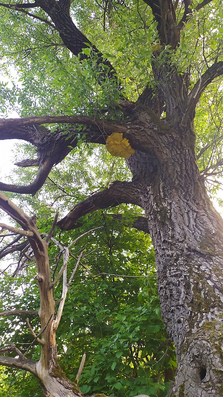 sírovec obyčajný Laetiporus sulphureus (Bull.) Murrill