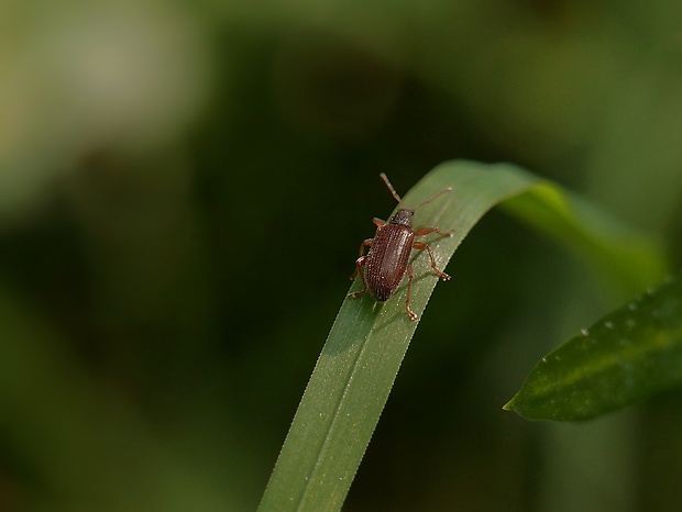 nosánik Phyllobius oblongus