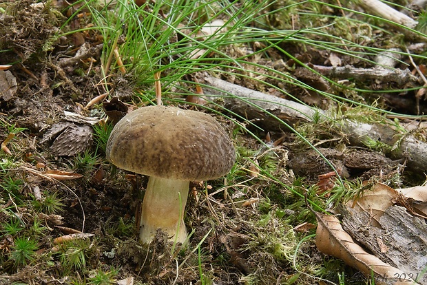 suchohríb Xerocomus sp.