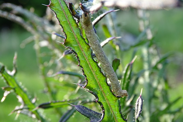 piadivka stepná Aspitates gilvaria