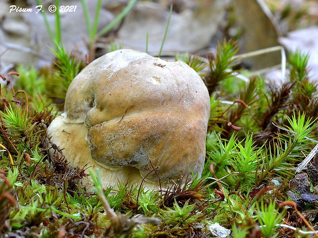 hríb bronzový Boletus aereus Bull. ex Fr.