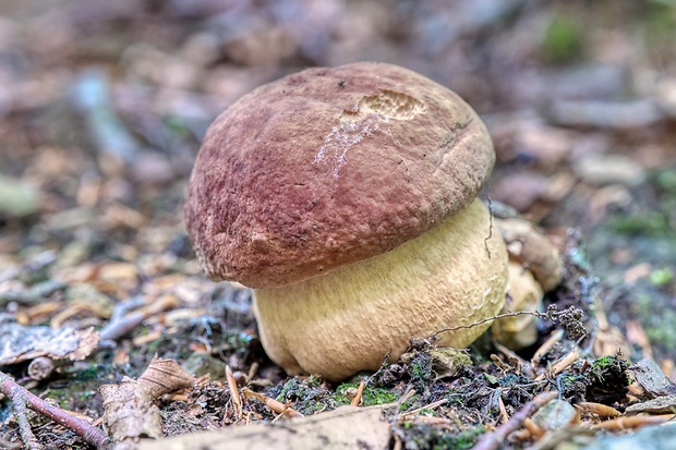 hríb sosnový Boletus pinophilus Pil. et Dermek in Pil.