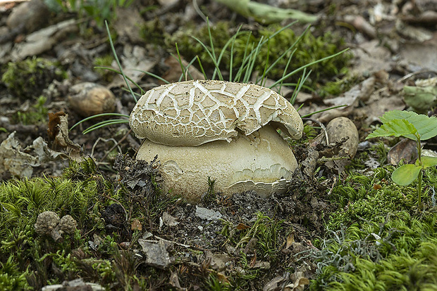 hríb dubový Boletus reticulatus Schaeff.