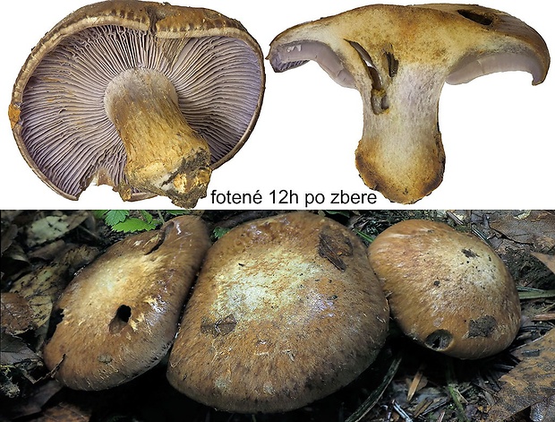 pavučinovec apeninský Cortinarius appennini Consiglio, D. Antonini & M. Antonini